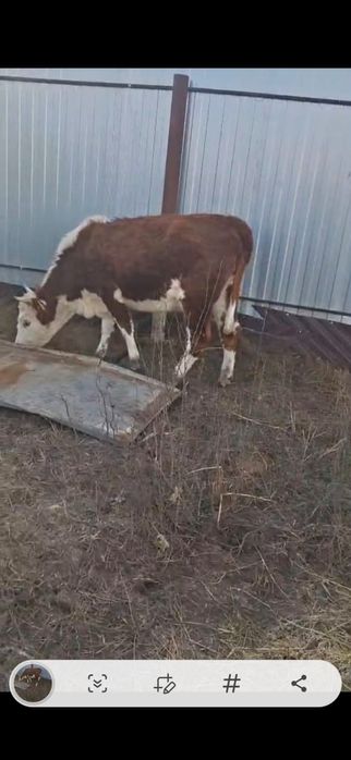 Қашар сатылады 430000 тг