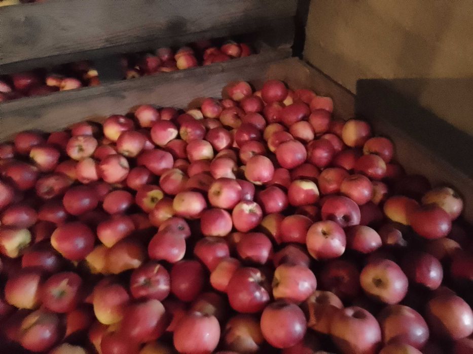 Vând, mere jonathan !