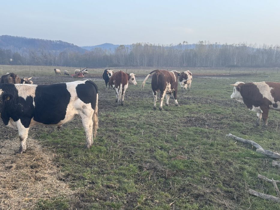 Vand 12 tauri cu media de 500 kg