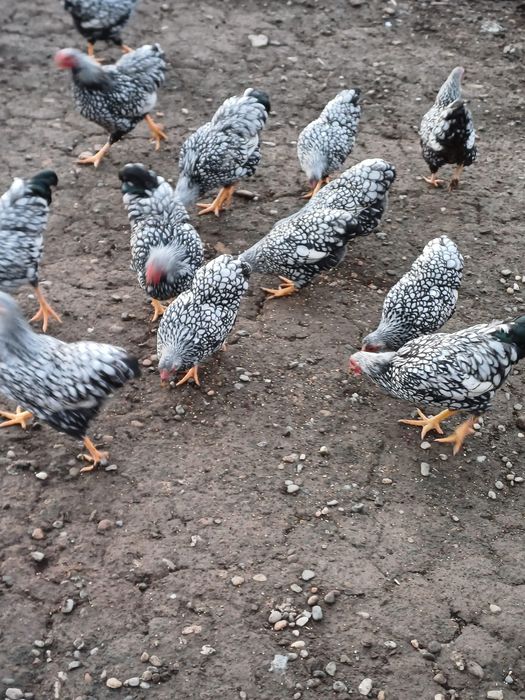 De vânzare wyandote pitic argintiu