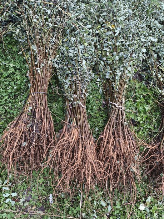 Puieți  mesteacăn fag carpen frasin tei