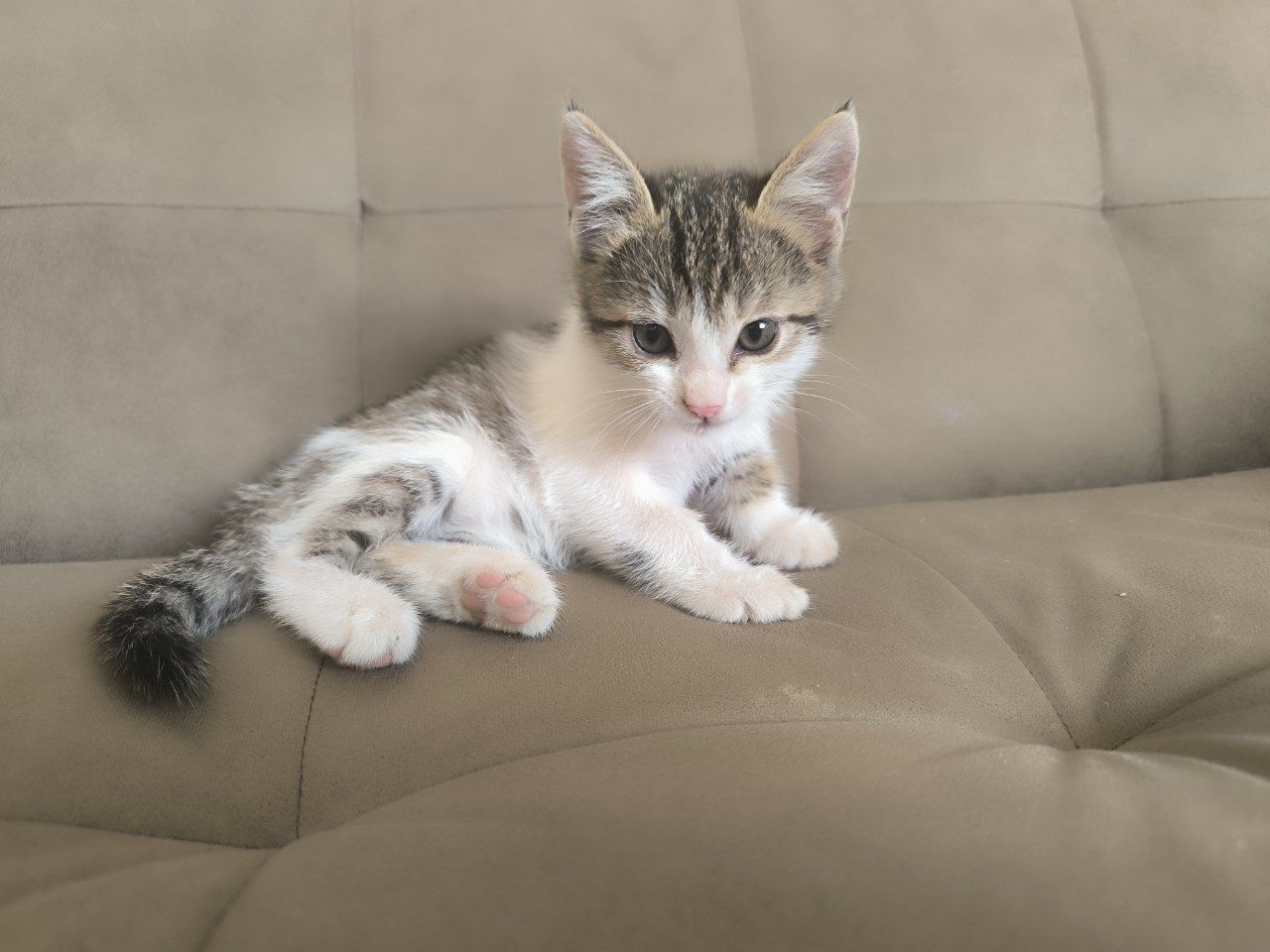 Котята  отдам в хорошие руки