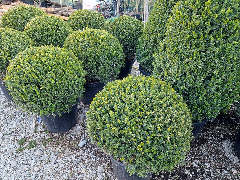 Poze reale  !!! Palmier, photinia red robin, ienupar tarator, buxus