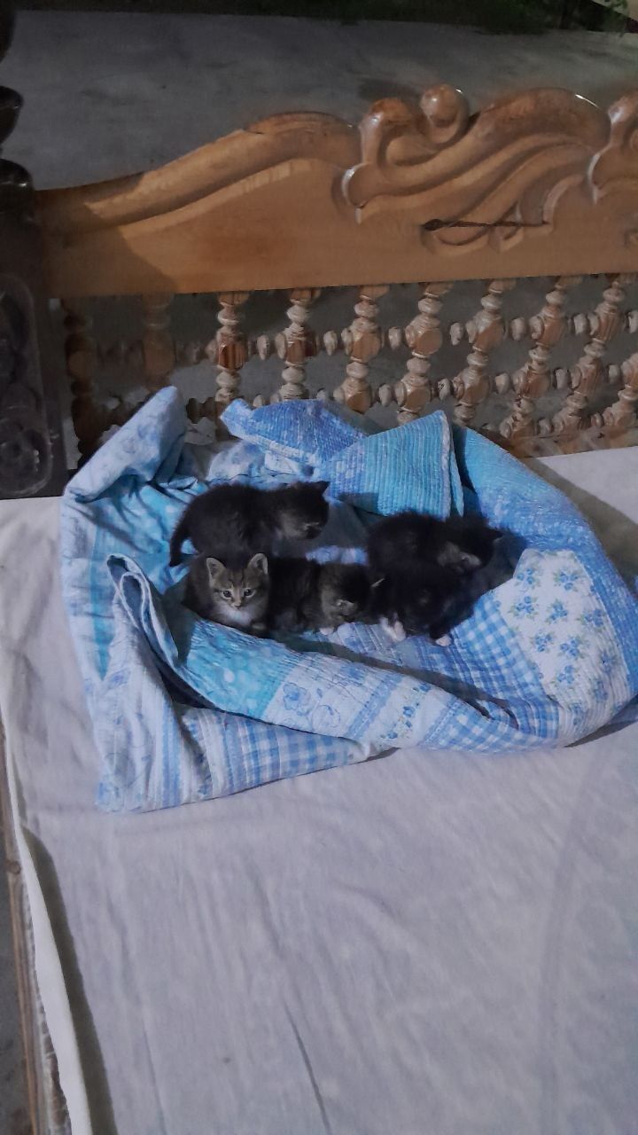 Котята  красивые местные