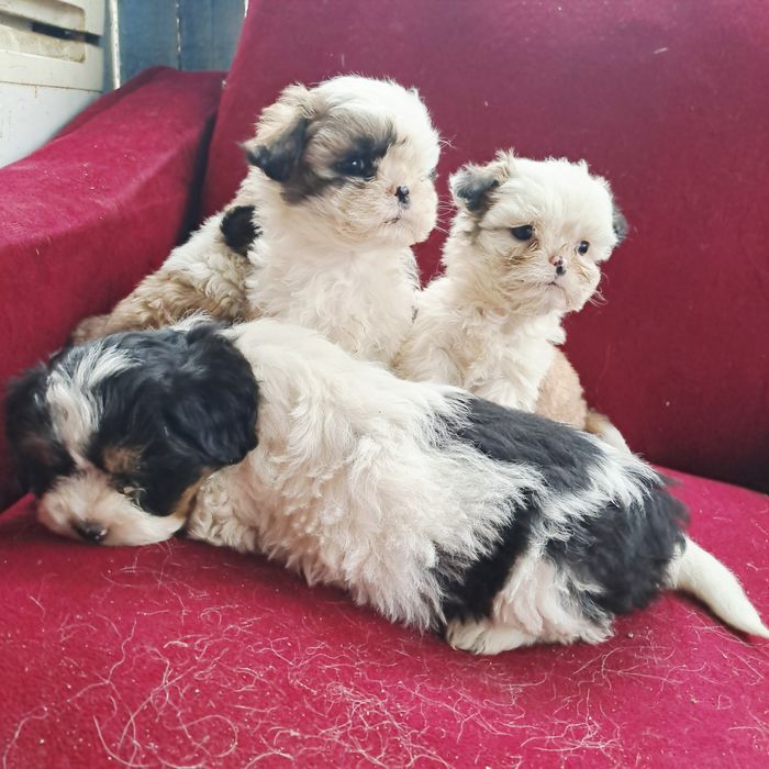 Shih-tzu talie mică