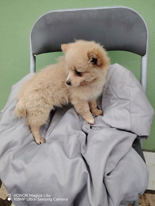 Кученце шипис и померан