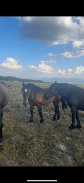 Vand manz de 1 an si 4 luni