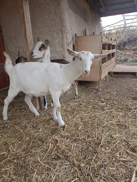 Продам козочку молочной породы