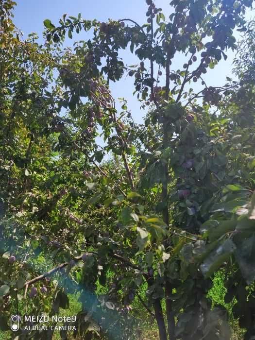 Дом продается / Үй сатылады Микоян (Ынтымак)