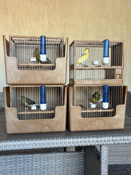 Canari timbrado espaniol