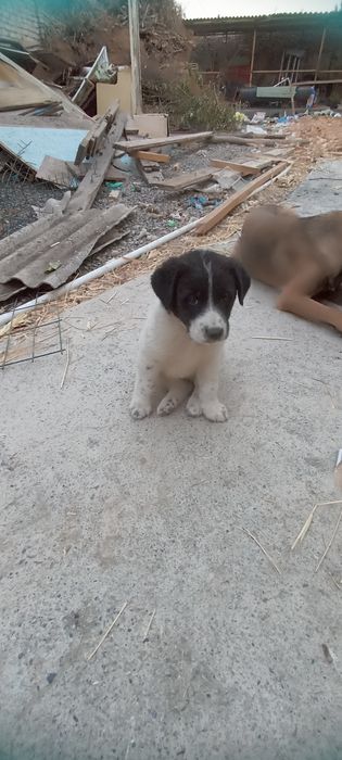 Продам щенка порода греческая