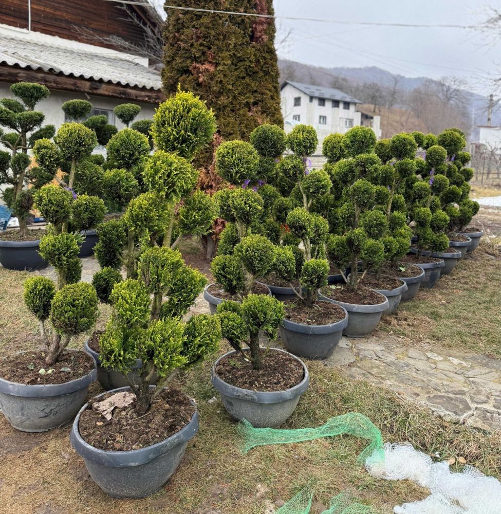 Plante ornamentale