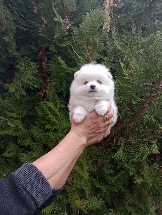 Бели Померани. Мъжки и женски.