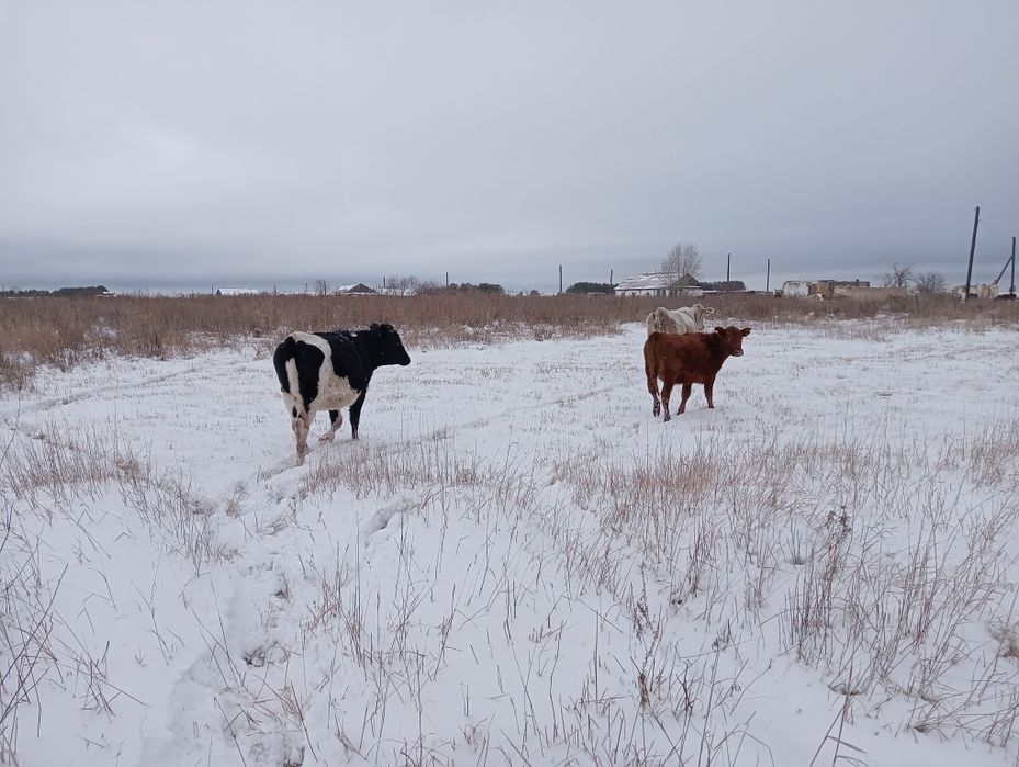 Продам подсосный телят