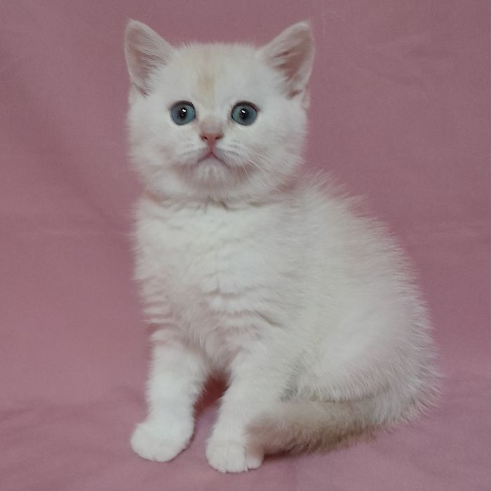 Продается  шикарный голубоглазый мальчик шиншилла,скотишстрайт.