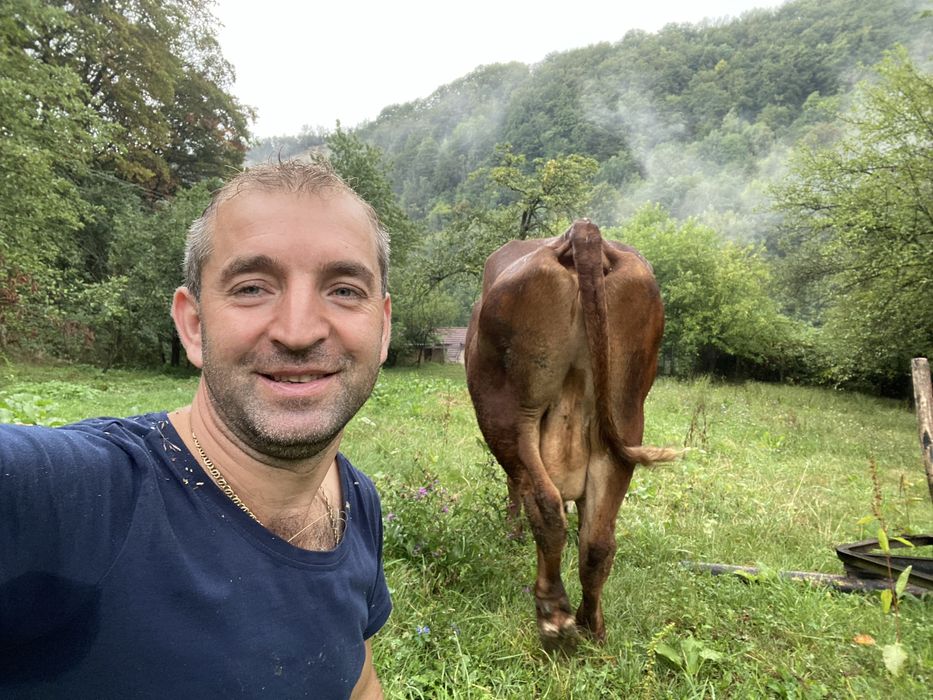 Vand vaca baltata romaneasca are trei fatari