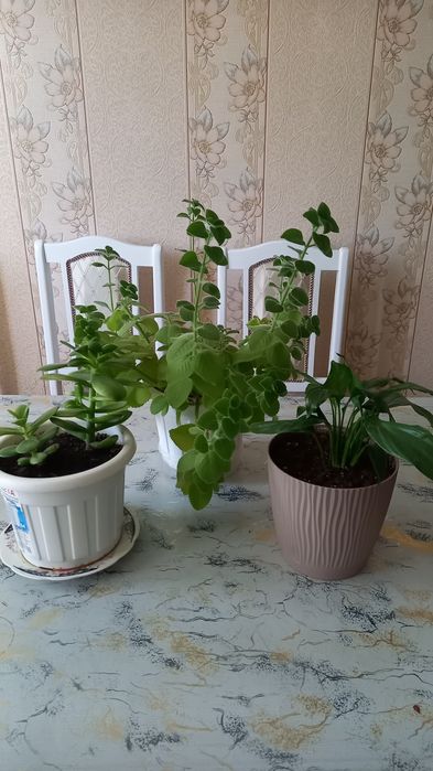 Продам комнатные  цветы