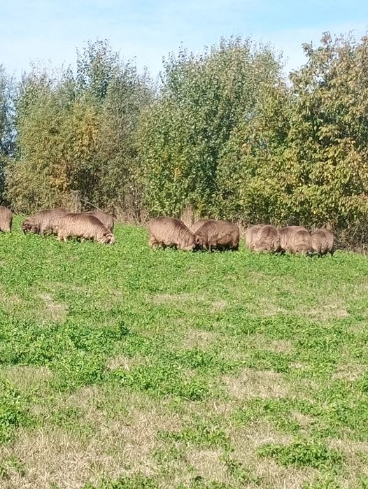 Oi bucălai de vanzare