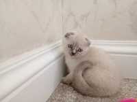 British scottish fold