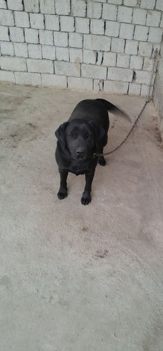 Продается лабрадор срочно