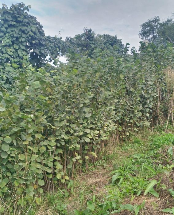 Plante de alun soi din Italia