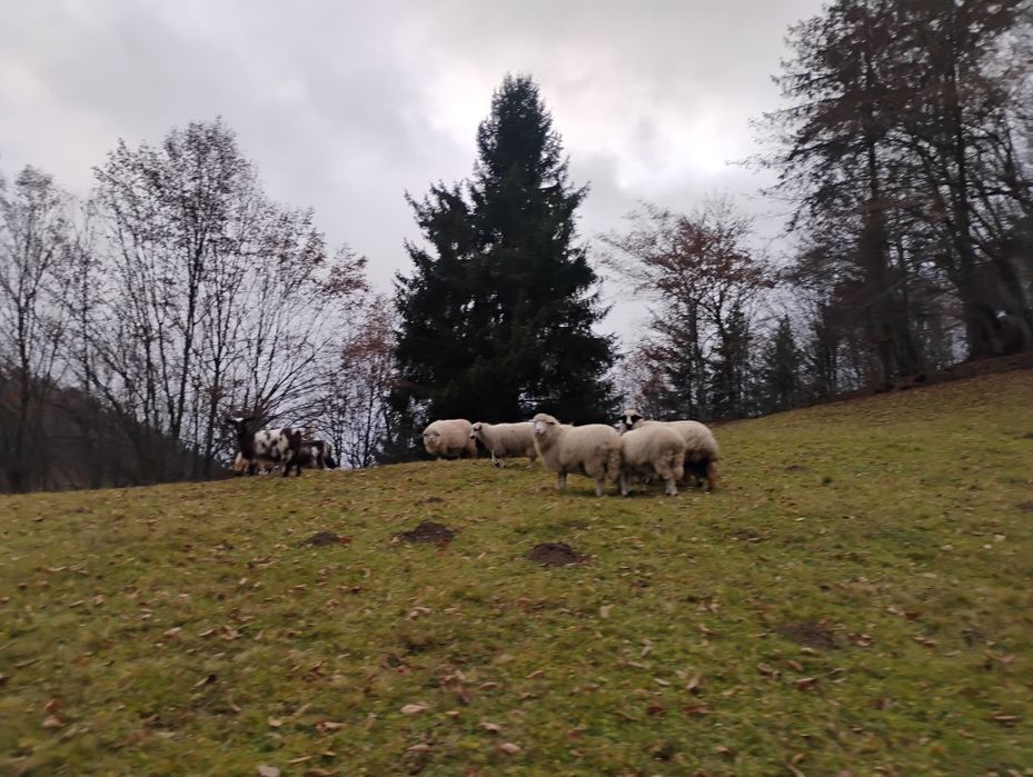 Oi de vanzare de a fata