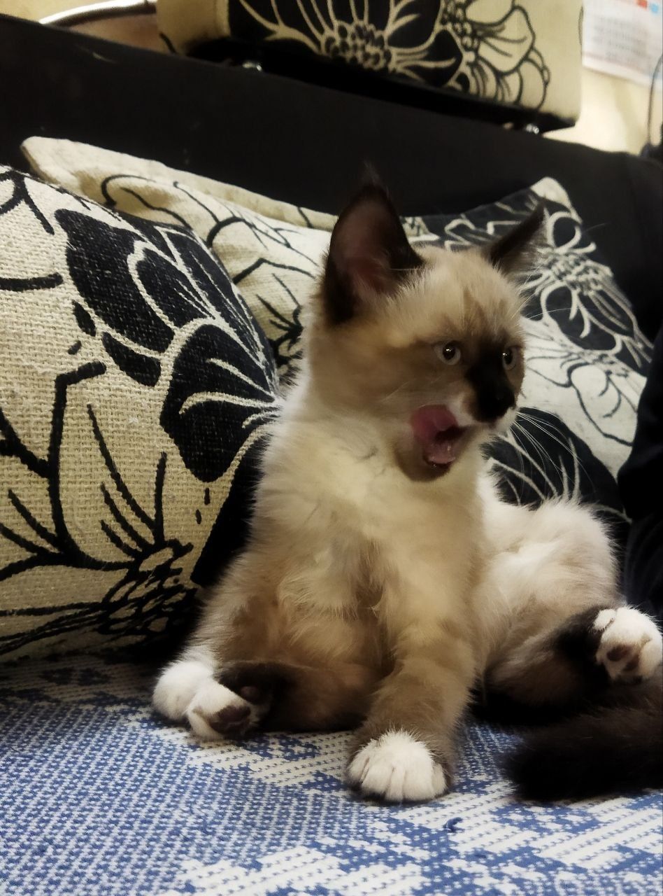 Сиамский котенок сноу-шу 2,5 месяца
