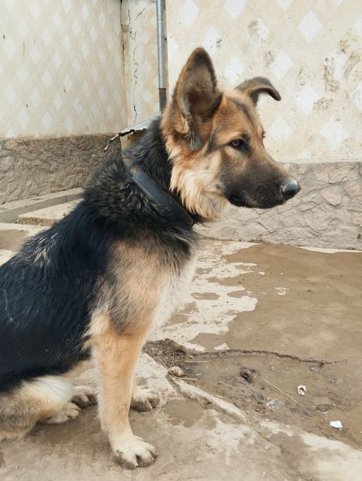 Кучук сотилади яхши хонаки мажбурлидан сотворвоман офчарка