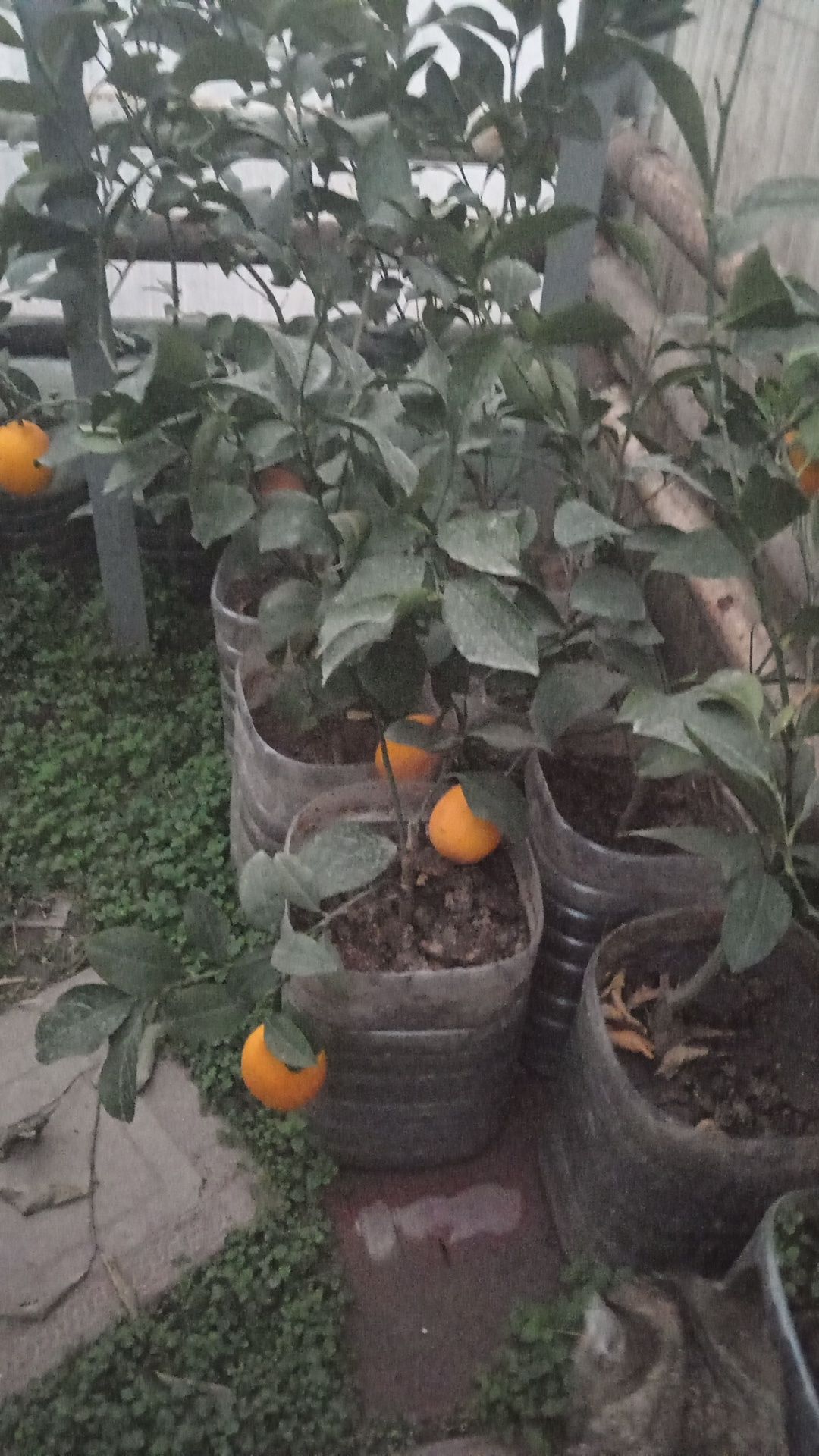 Limon ko'chatla bor