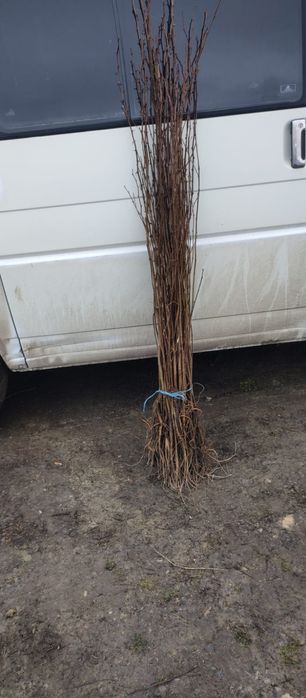 Puieți salcâm frasin tei fag carpen stejar mesteacăn plop brad molid