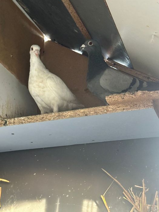 Porumbei voiajori disponibili