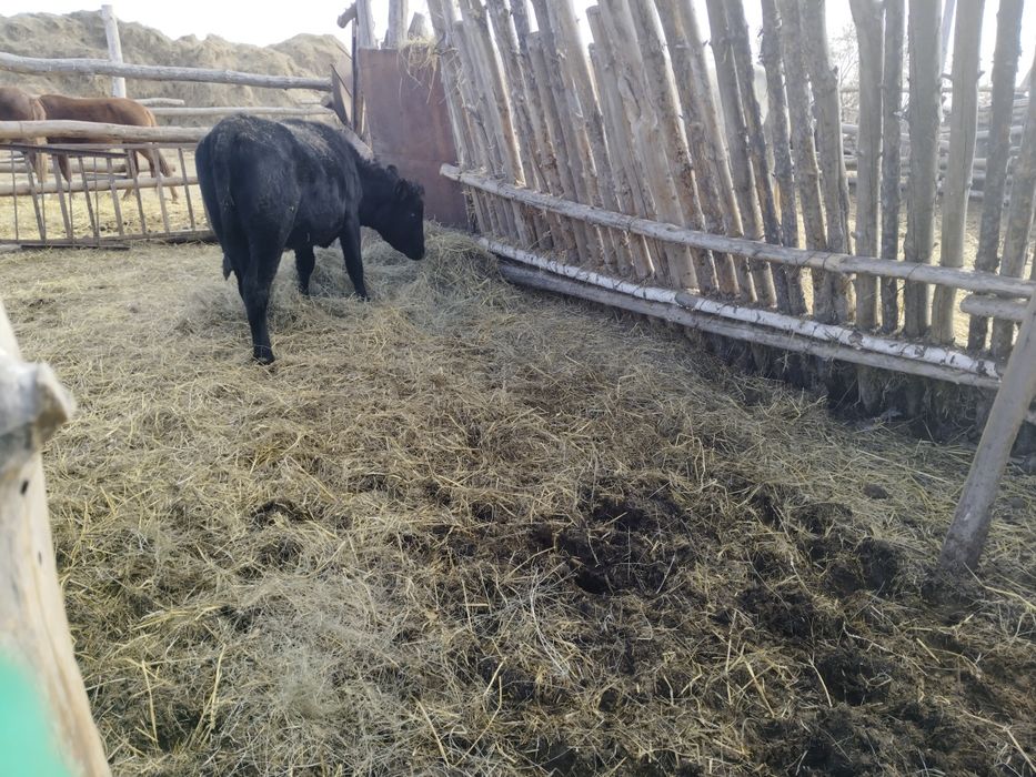 Продам прошлогоднюю телку