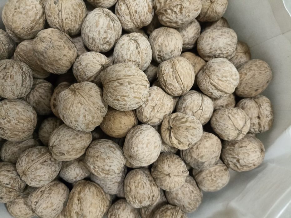 Продам грецкие орехи