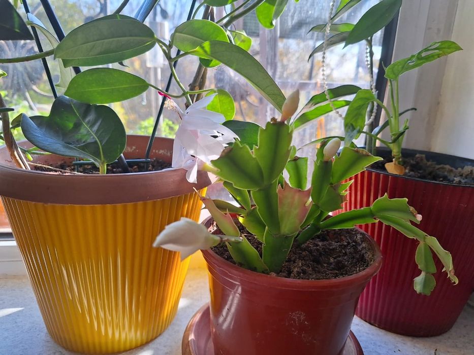 Декабристы цветы