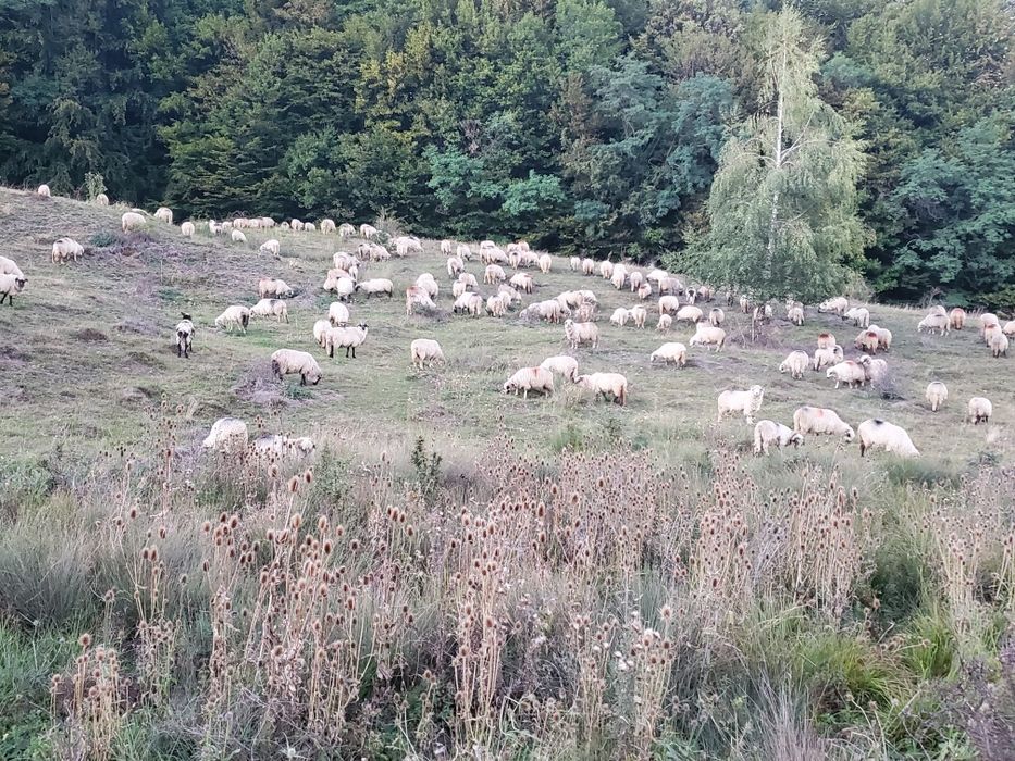 Vând oi pentru ținut