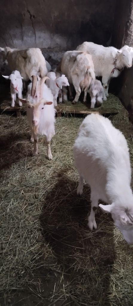 Заанен коз и козла продам