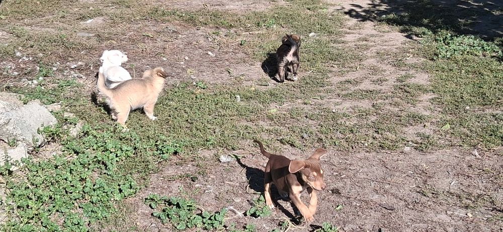 Căței de 10 săptămâni caută stăpân iubitor de animale