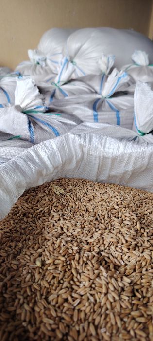 Vând triticale producție Iulie 2025