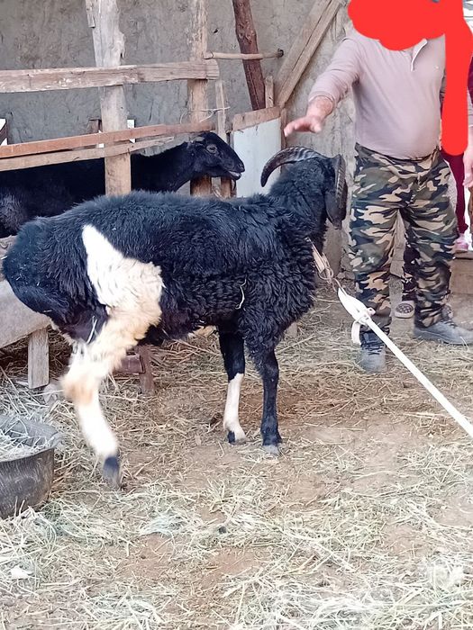 Barra sotiladi sirichni xõron