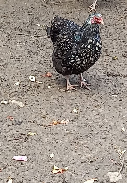 Pereche wyandotte argintiu