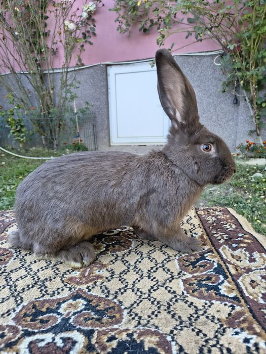 Mascul Pestriț German