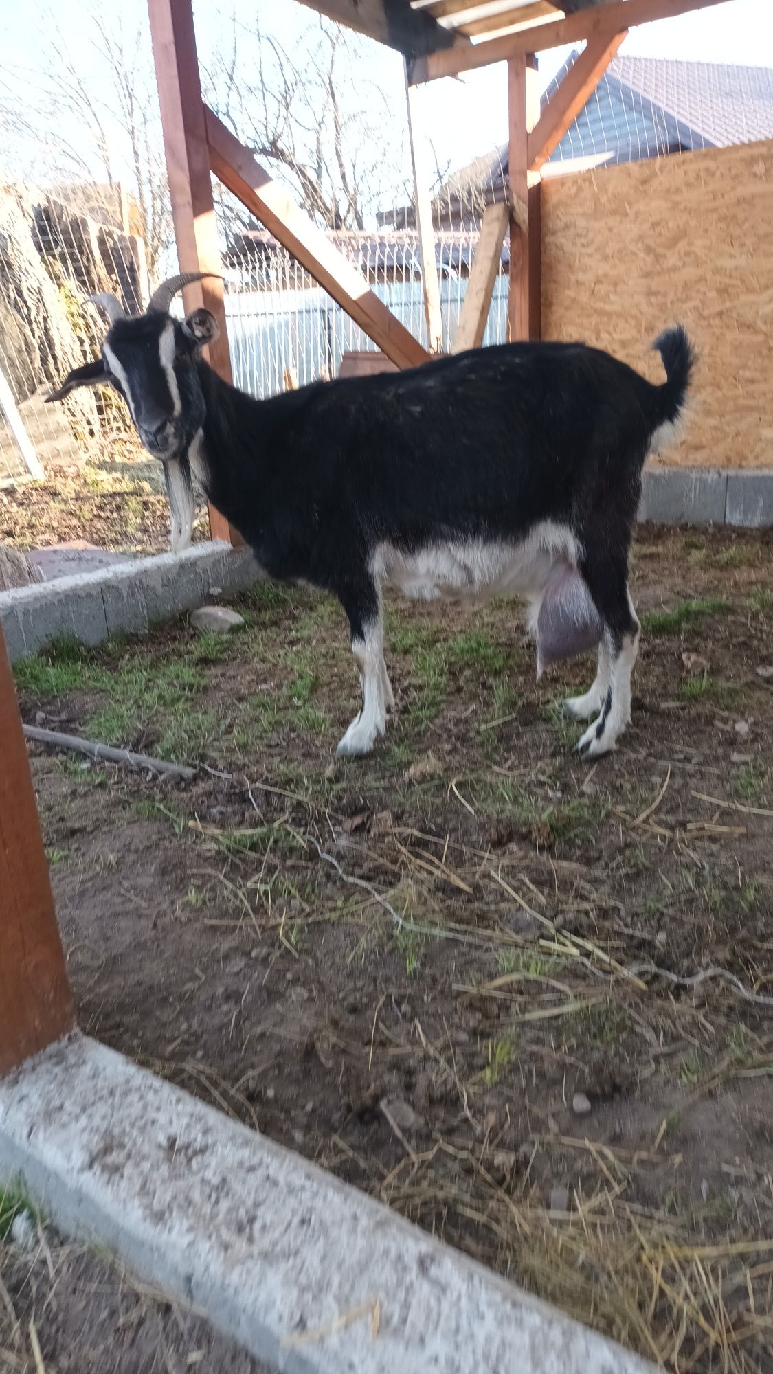 Țap Alpin Francez