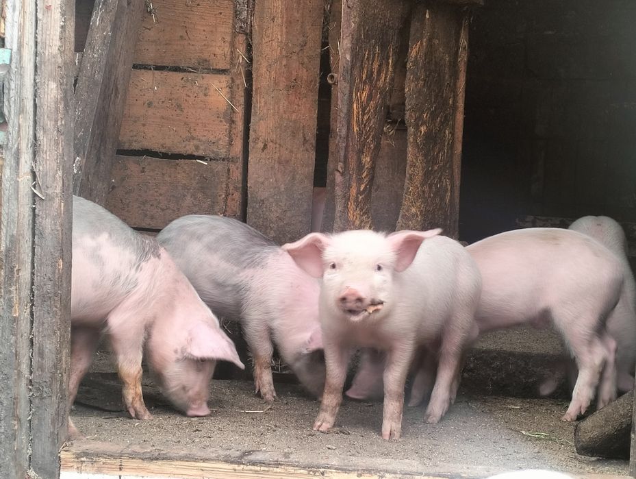 Продам поросят подрощенных