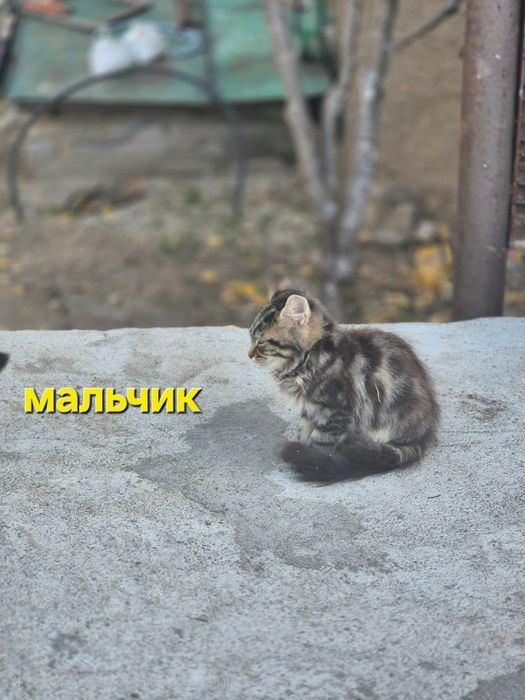Котята, мальчики