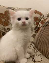 продам белого котеночка