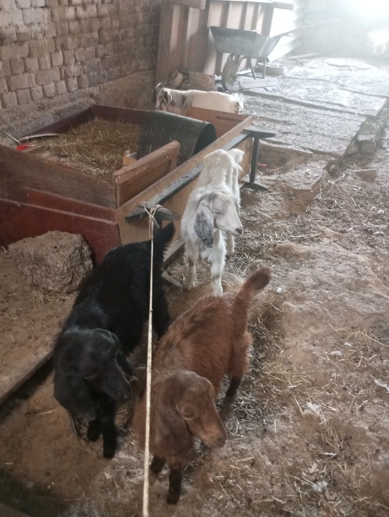 Продаются козлы в наличии 4