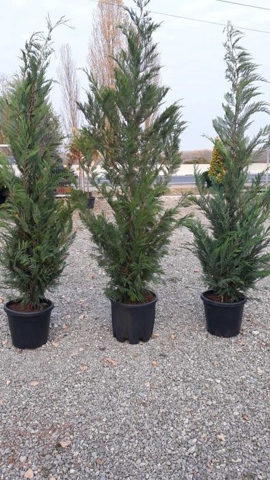 Leylandii Cupresussocyparis