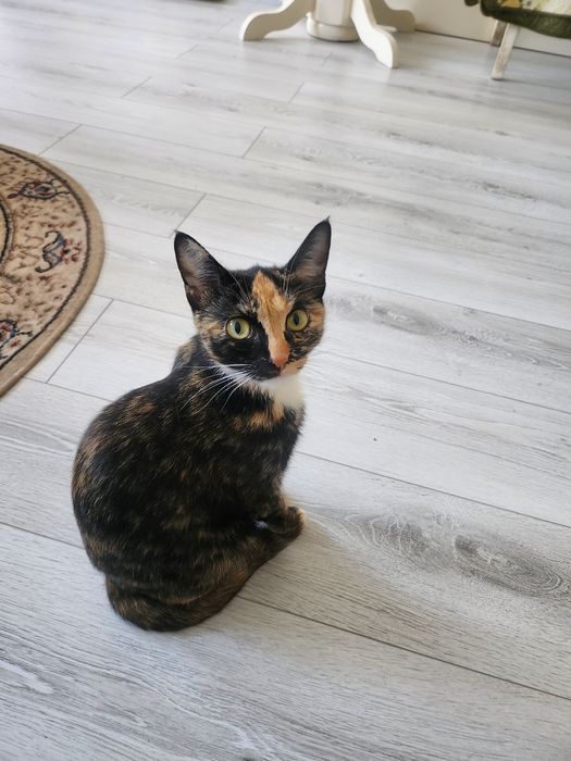 Отдам в добрые руки кошку