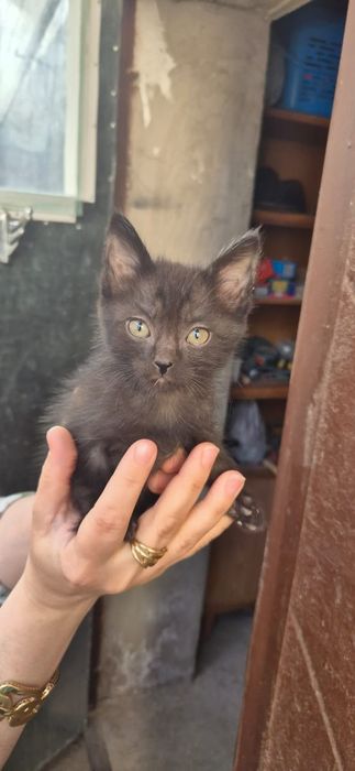 Отдам в хорошие руки