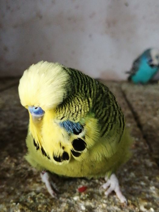 Papagali peruși de vânzare.